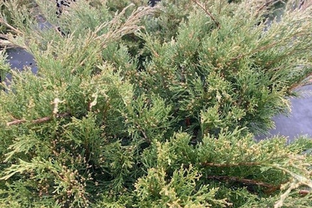 Savin Juniper Moor-Dense&reg; 3 Gallon