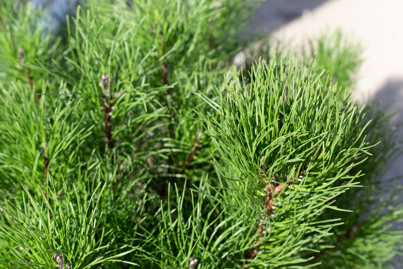Mugo Pine 'Enci' 3 Gallon