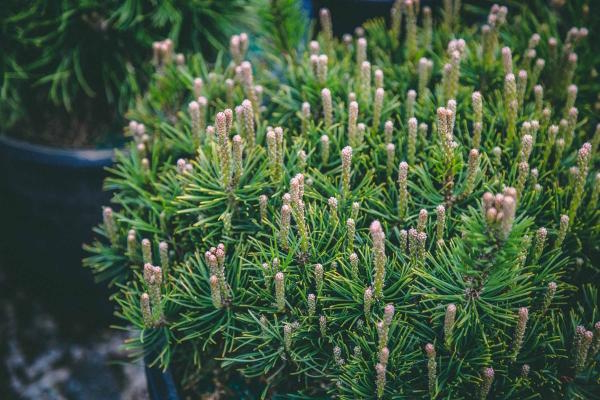 Mugo Pine 'Pumilio' 10 Gallon