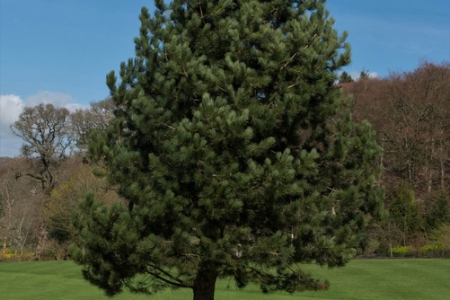 Austrian Pine 5 Gallon