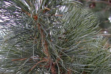 Japanese White Pine 'Glauca' 5 Gallon