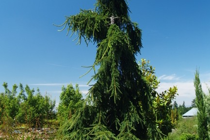Weeping Norway Spruce 7 Gallon
