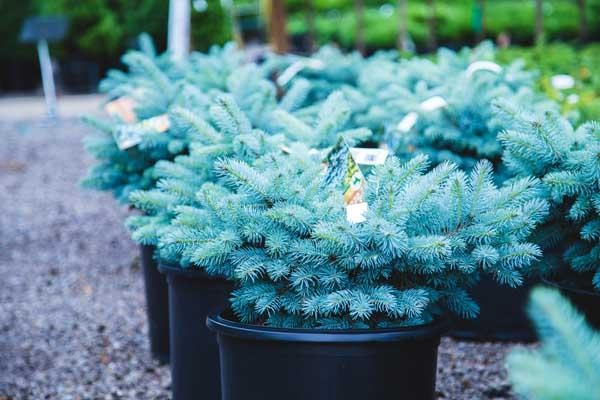 Blue Globe Spruce 7 Gallon