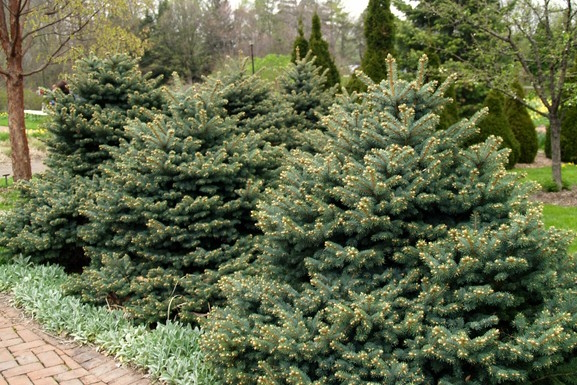 Blue Spruce 'Montgomery' 7 Gallon