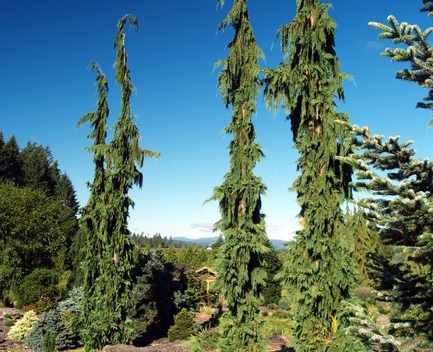Nootka Cypress 'Green Arrow' 7 Gallon