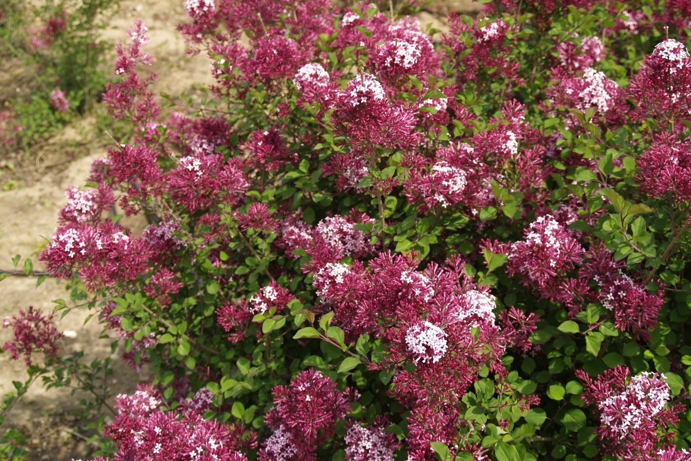 Lilac 'Red Pixie' 3 Gallon
