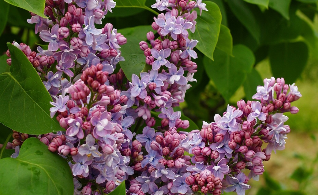 Lilac 'President Grevy' 3 gallon