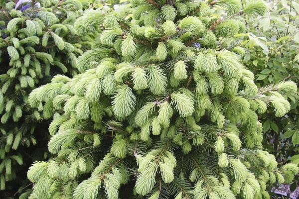 Norway Spruce 3 Gallon