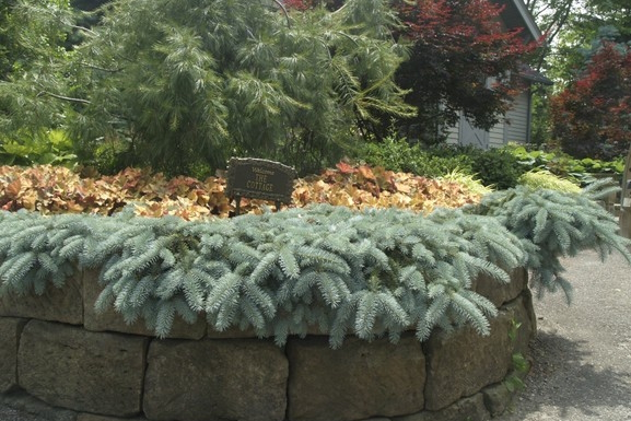 Blue Spruce 'Blue Wave' 7 Gallon