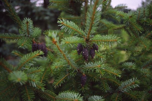 Serbian Spruce 7 Gallon