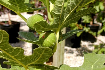Fig 'Chicago Hardy' 5 Gallon