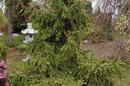 Norway Spruce 'Acrocona'  5 Gallon