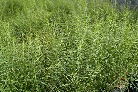 Palm Sedge 'Little Midge' 2 Gallon