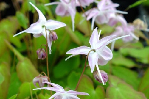 Barrenwort 'Akebono' 1 Gallon