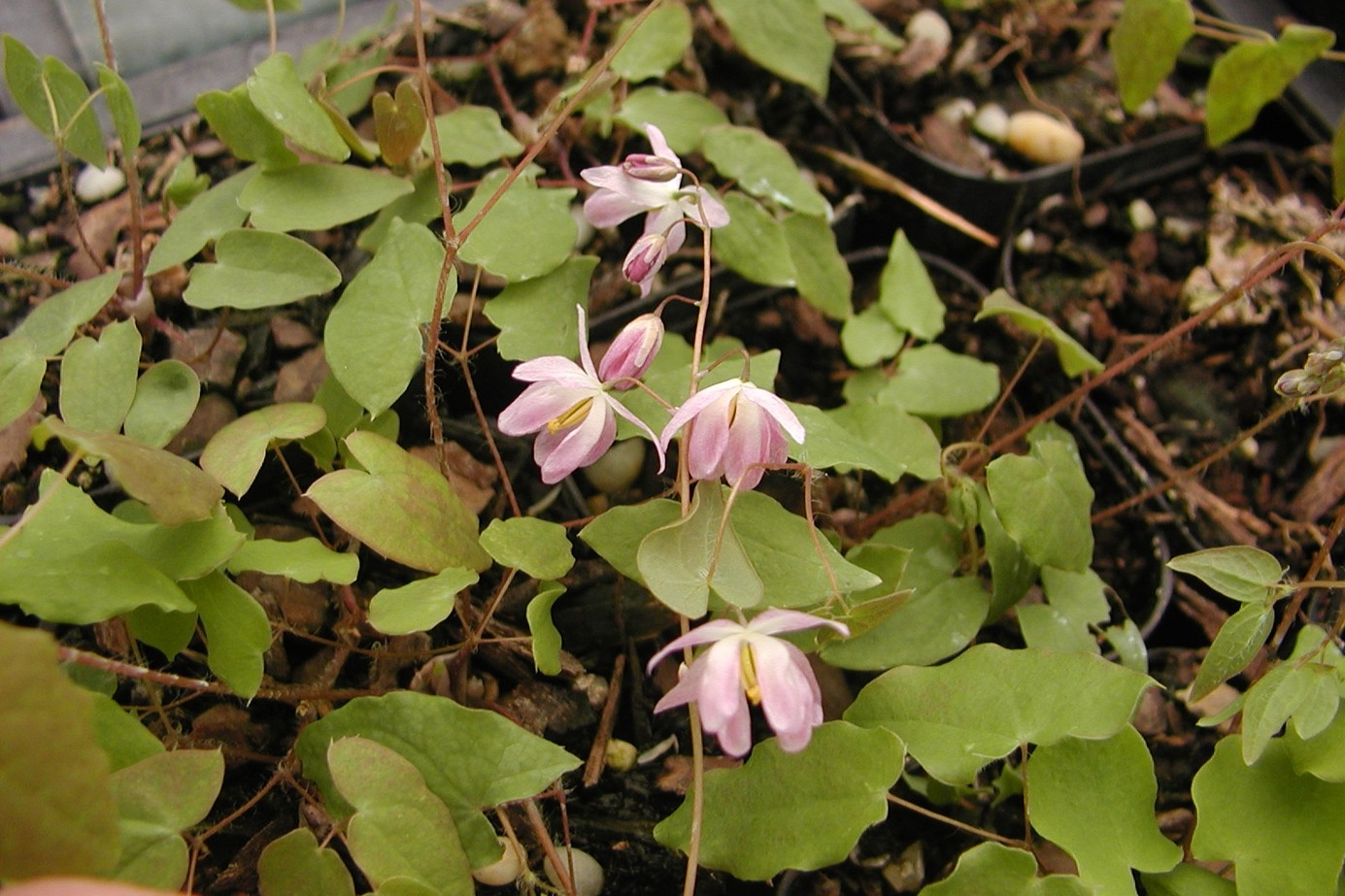 Barrenwort 'Merlin' 1 Gallon