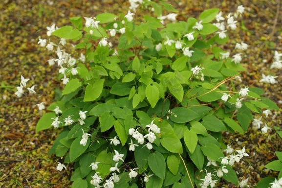 Barrenwort 'Niveum' 1 Gallon