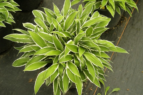 Hosta 'Ginko Craig' 1 Gallon
