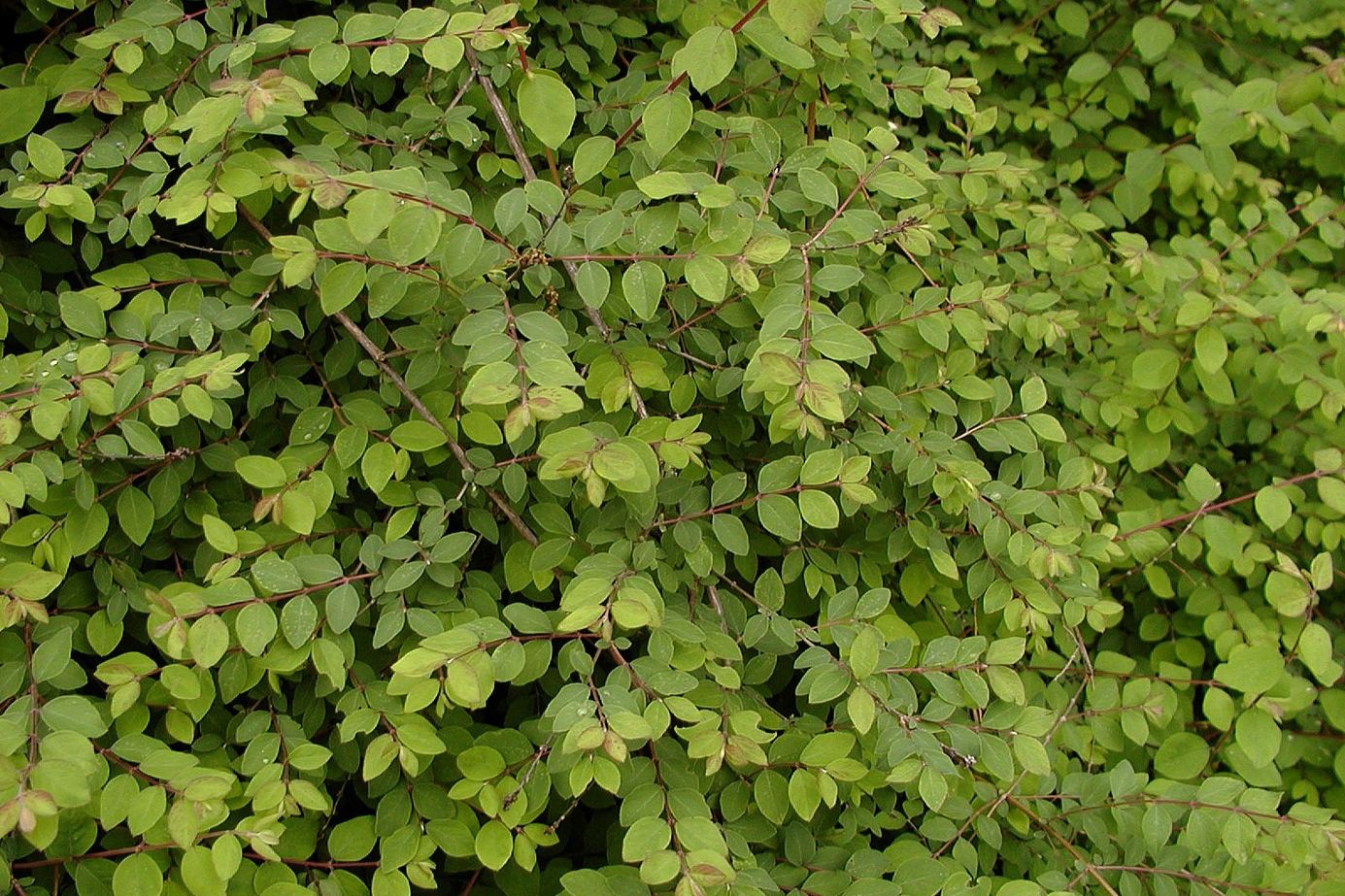 Coralberry 'Hancock' 1 Gallon