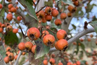 Hawthorn Winter King 15 Gallon