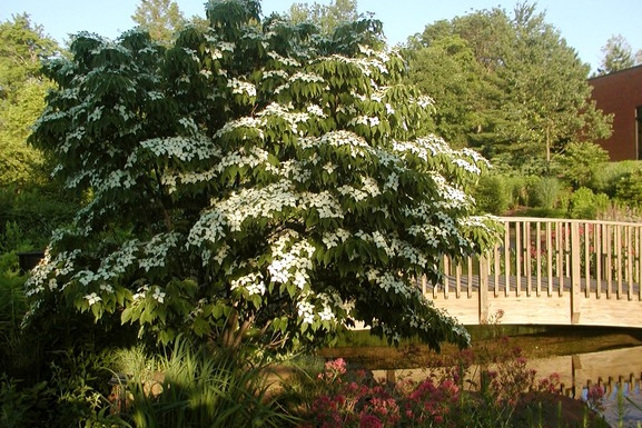 Chinese Kousa Dogwood Tree 10 Gallon