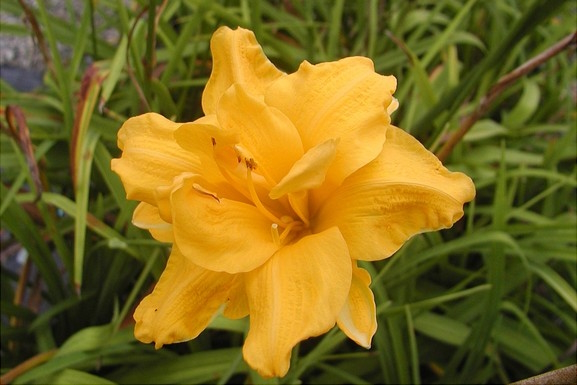 Daylily 'Double Gold' 2 Gallon