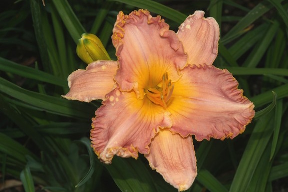 Daylily 'Spacecoast Starburst' 2 Gallon