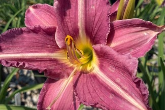 Daylily 'Shari Harrison' 2 Gallon