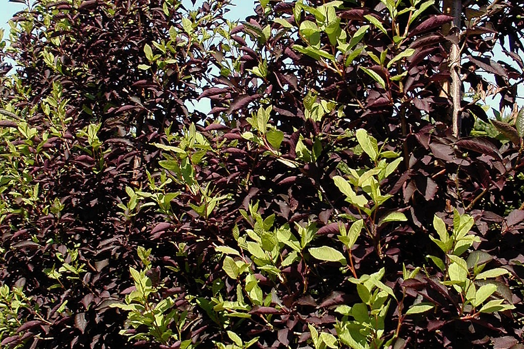Chokecherry 'Canada Red' 10 Gallon