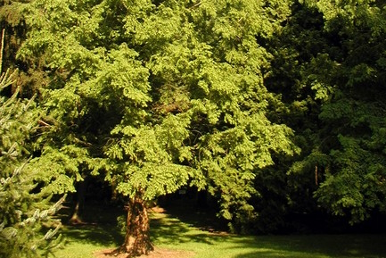 Dawn Redwood 10 Gallon