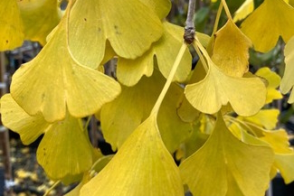 Ginkgo 'Autumn Gold' 7 Gallon