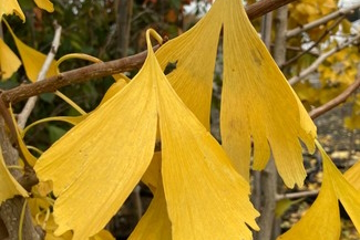 Ginkgo 'Princeton Sentry' 10 Gallon