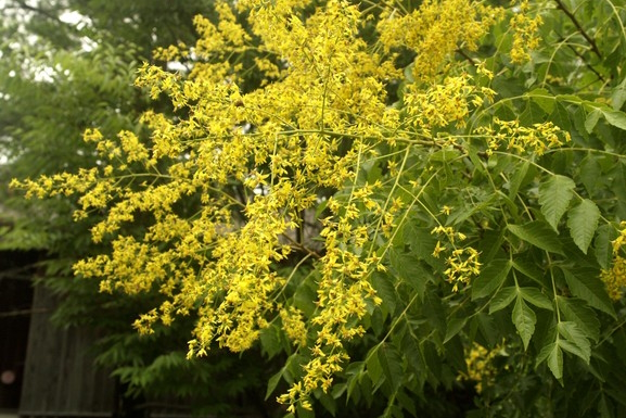 Golden Raintree 15 Gallon