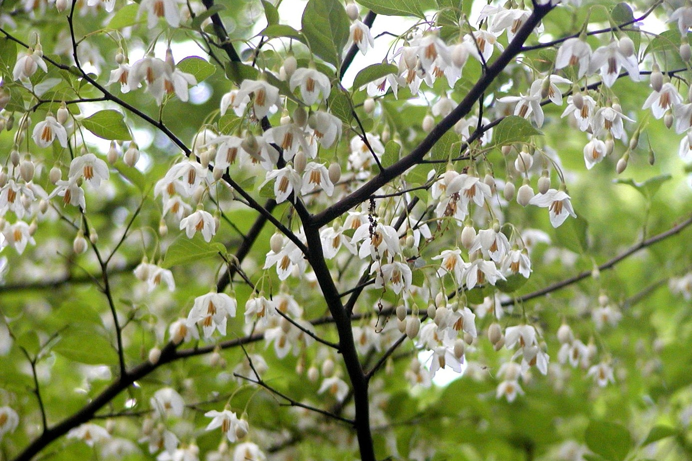 Japanese Snowbell 10 Gallon