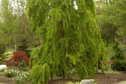 Katsura 'Morioka Weeping' 10 Gallon