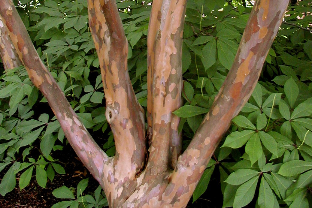 Japanese Stewartia 10 Gallon