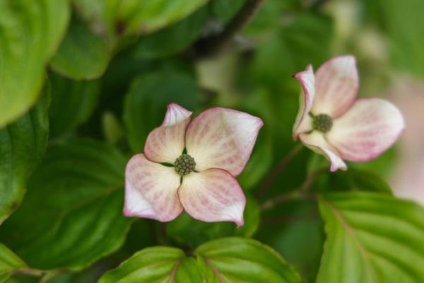 Kousa Dogwood 'Satomi' 10 Gallon
