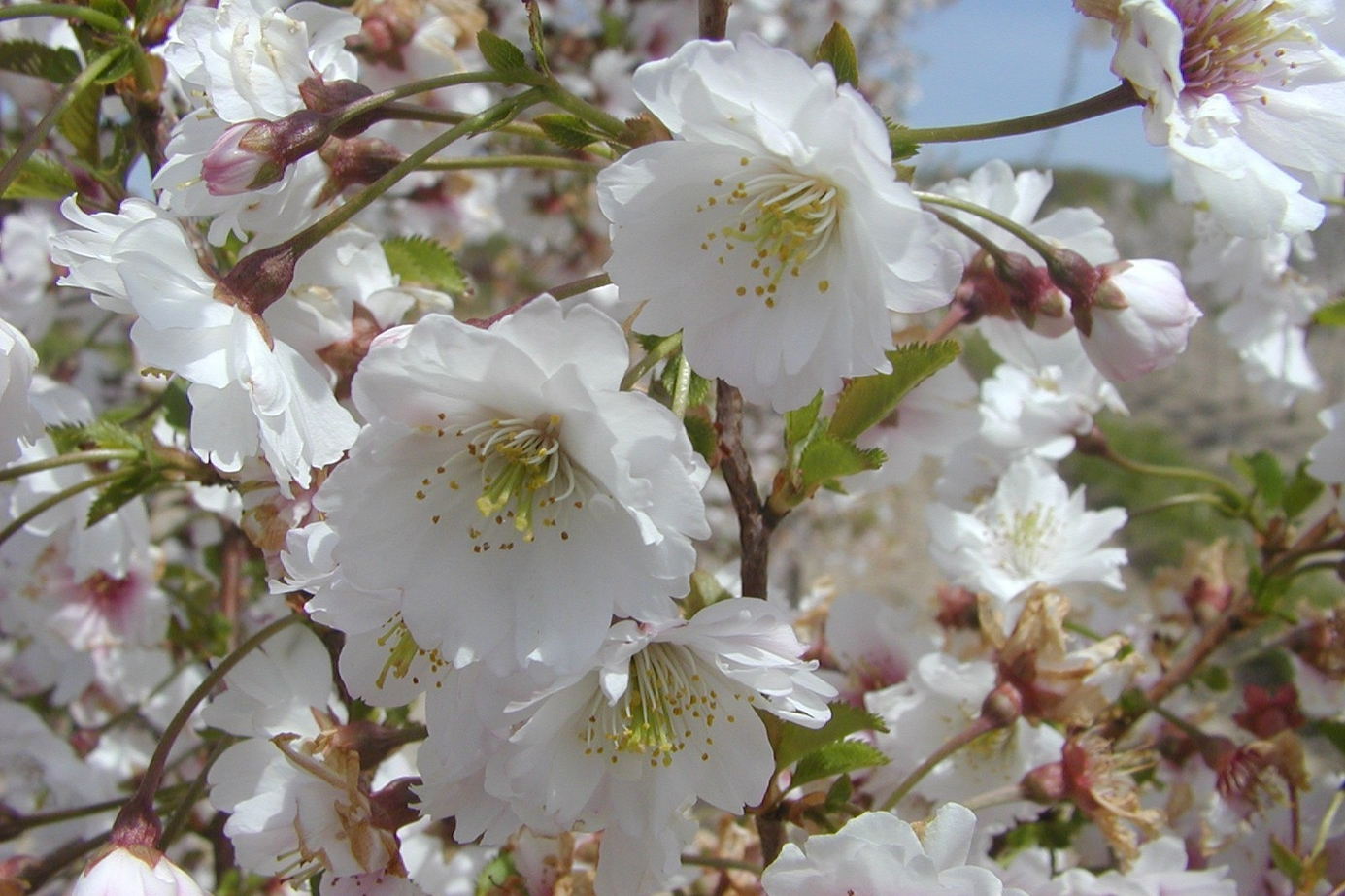 Flowering Cherry 'Hally Jolivette' 3 Gallon