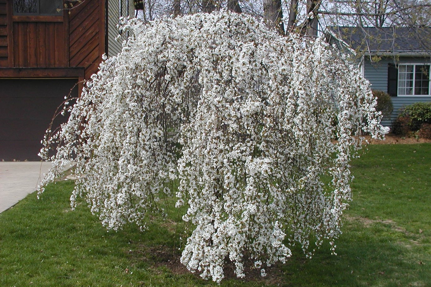 Weeping Cherry Snow Fountains&reg; Low-branch 7 Gallon