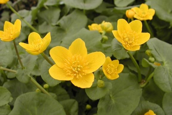 Marsh Marigold 2 Gallon
