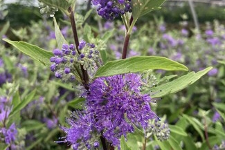 Bluebeard 'Longwood Blue' 3 Gallon