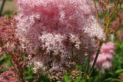 Queen of the Prairie 'Venusta' 2 Gallon