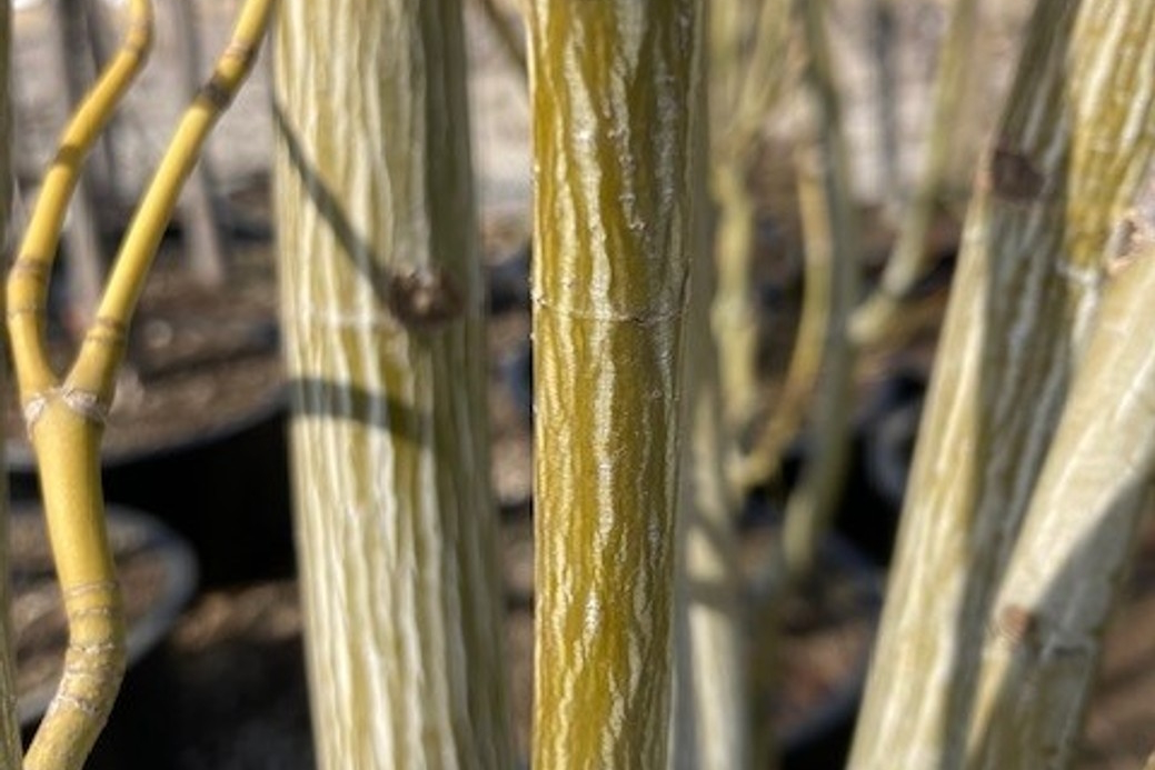 Snakebark Maple 'Joe Witt' 20 Gallon