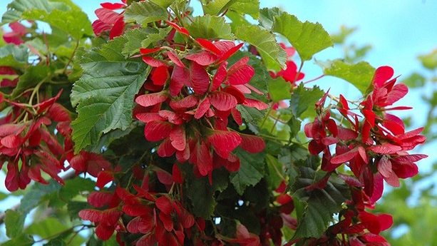 Tatarian Maple Hot Wings&reg; 15 Gallon