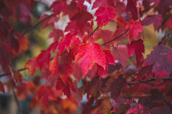 Red Maple 'Sun Valley' 45 Gallon