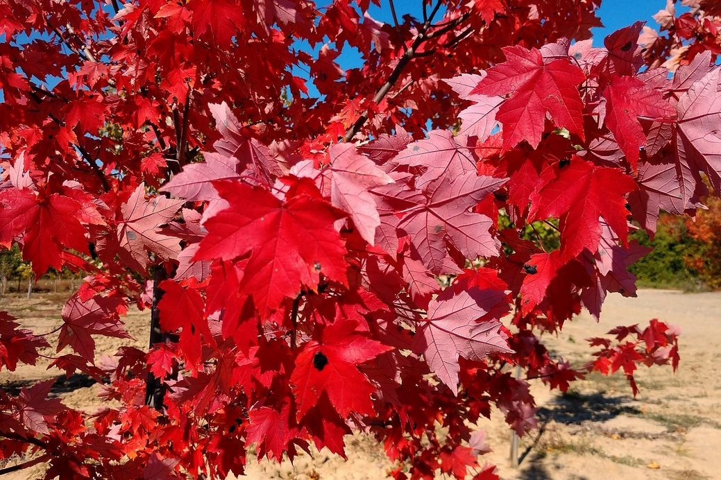 Red Maple Redpointe&reg; 45 Gallon