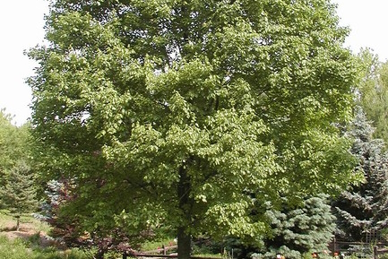 Red Maple Red Sunset&reg; 10 Gallon