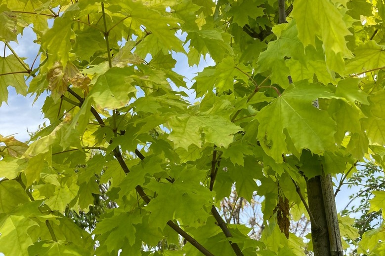 Norway Maple Princeton Gold&reg; 15 Gallon