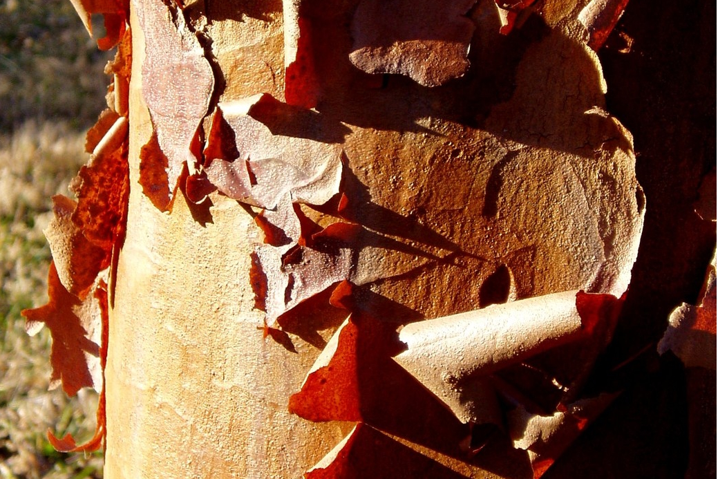 Paperbark Maple clump 10 Gallon
