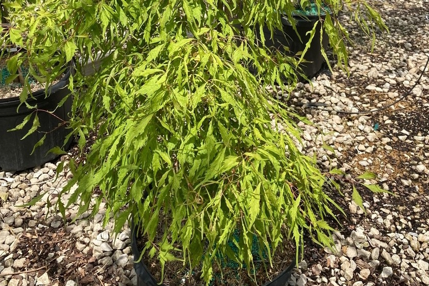 Ivy-Leaf Maple 'Golden Veil' 10 Gallon