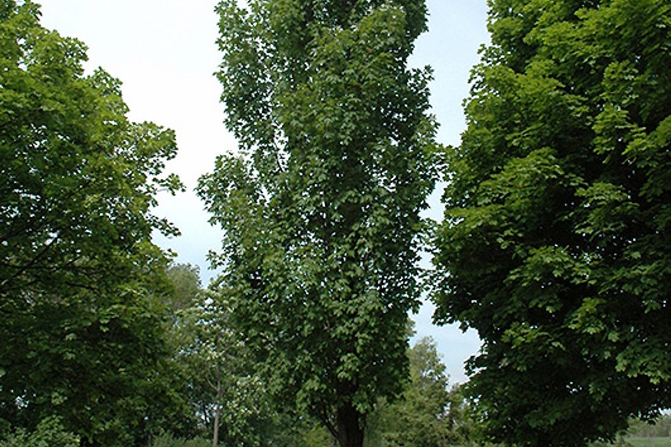 Freeman Maple 'Armstrong' 10 Gallon